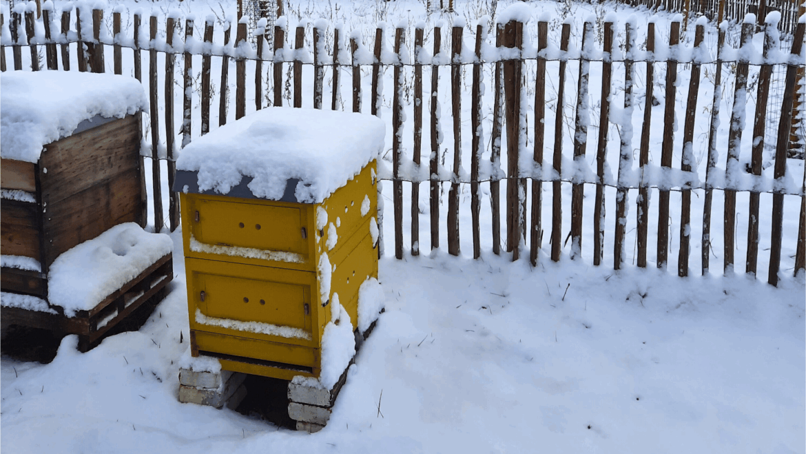 Winterruhe im Bienenstock