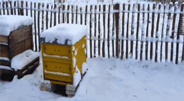 Winterruhe im Bienenstock
