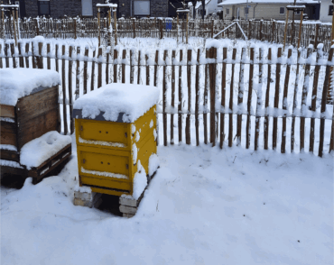 Winterruhe im Bienenstock